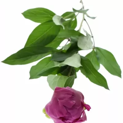 Pivoňka GENERAL MACMAHON 65cm