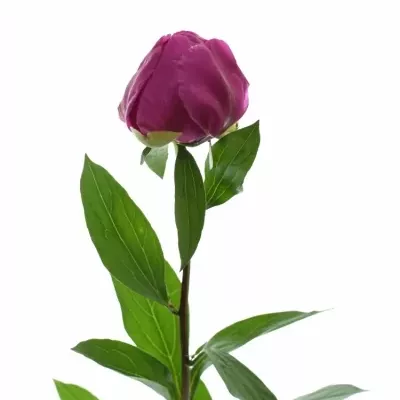 Pivoňka GENERAL MACMAHON 65cm