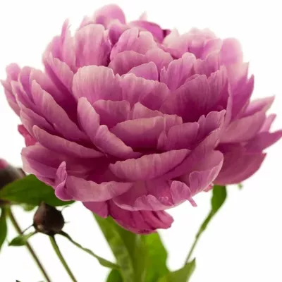 Pivoňka JADWIGA 55cm