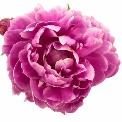 Pivoňka JADWIGA 55cm