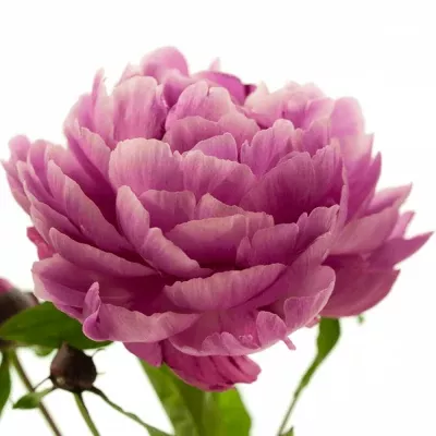 Pivoňka JADWIGA 55cm