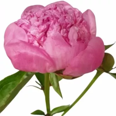 Pivoňka KONINGIN WILHELMINA 55cm