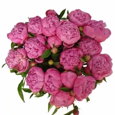 Pivoňka KONINGIN WILHELMINA