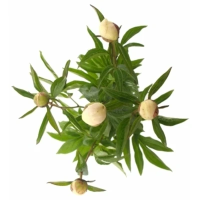 Pivoňka KRINKLED WHITE 55cm