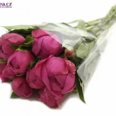 Pivoňka L ADAM MODZELE 50cm