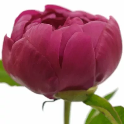 Pivoňka L ADAM MODZELE 50cm