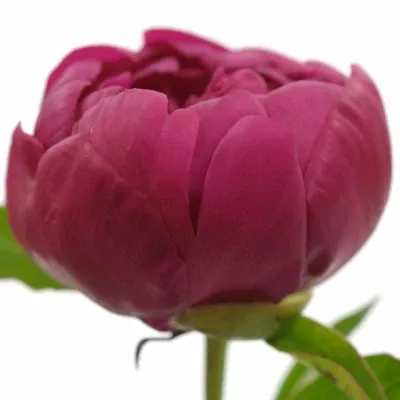 Pivoňka L ADAM MODZELEWSKI 50cm