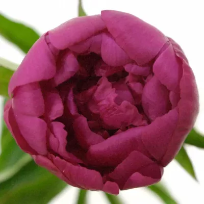 Pivoňka L ADAM MODZELE 50cm