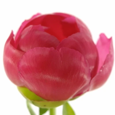 Pivoňka L FLAME 55 cm