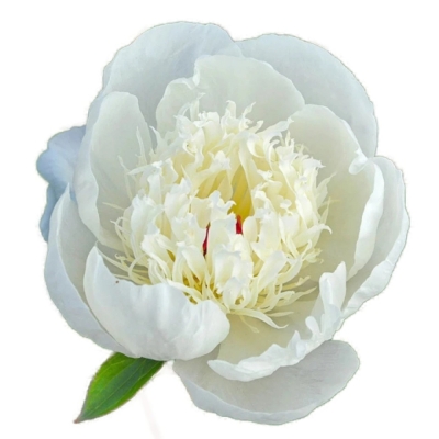 Pivoňka L IMMACULEE 50 cm
