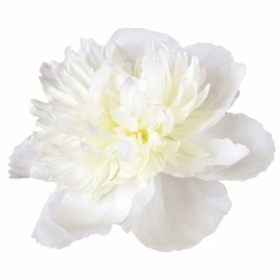 Pivoňka L MADAME CLAUDE TAIN 55 cm