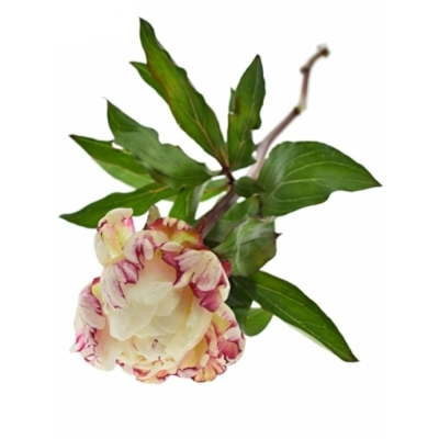 Pivoňka L MARY E. NICHOLLS 55 cm