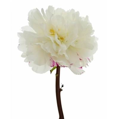 Pivoňka L MARY E. NICHOLLS 55 cm