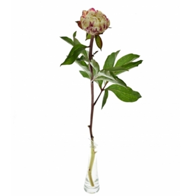Pivoňka L MARY E. NICHOLLS 55 cm