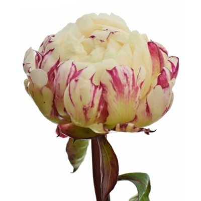Pivoňka L MARY E. NICHOLLS 55 cm