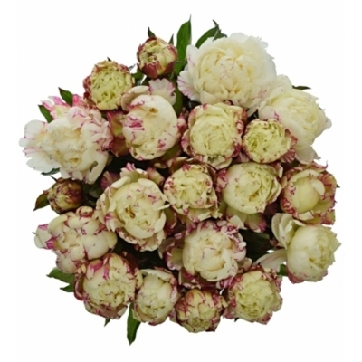 Pivoňka L MARY E. NICHOLLS 55 cm
