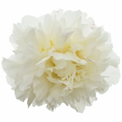 Pivoňka L MARY E. NICHOLLS 55 cm