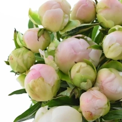 Pivoňka L MISS AMERICA 