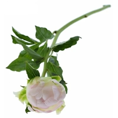 Pivoňka L MISS AMERICA 