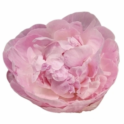 Pivoňka L NICK SHAYLOR