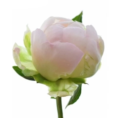 Pivoňka L ODILE 45 cm