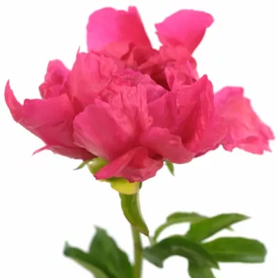 Pivoňka L PAULA FAY 60cm