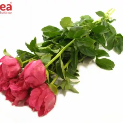 Pivoňka L PAULA FAY 60cm