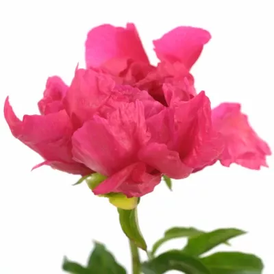 Pivoňka L PAULA FAY 60cm