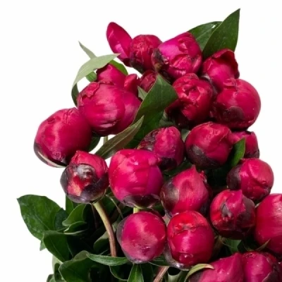 Pivoňka L PETER BRAND