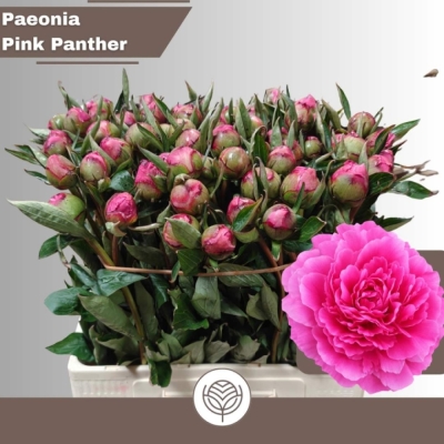 Pivoňka L PINK PANTHER 50cm