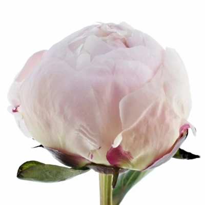 Pivoňka L SHIRLE TEMPLE 50cm