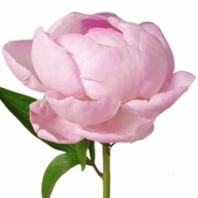 Pivoňka NOEMI DEMAY 40 cm