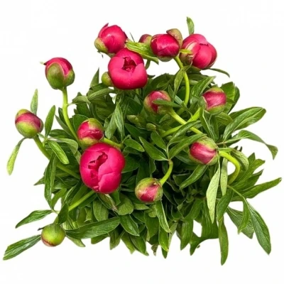 Pivoňka OF ROSEA PLENA 