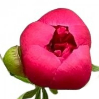 Pivoňka OFFICINALIS ROSEA PLENA 35cm