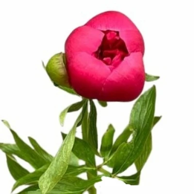 Pivoňka OF ROSEA PLENA 