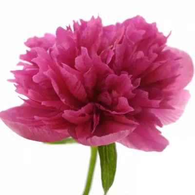 Pivoňka OFFICINALIS 35cm