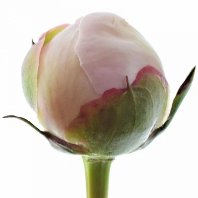 Pivoňka OFFICINALIS ALBA PLENA