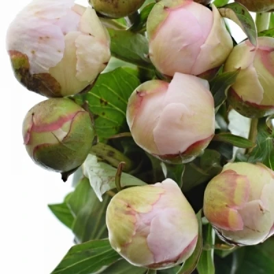 Pivoňka OFFICINALIS ALBA PLENA