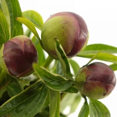 Pivoňka OFFICINALIS RUBRA PLENA