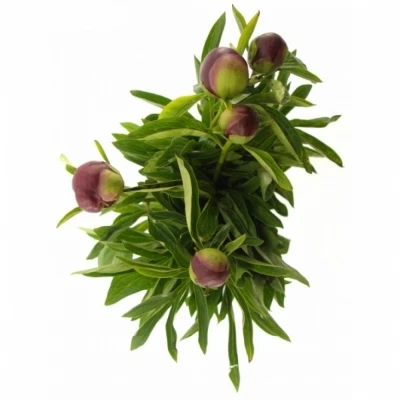 Pivoňka OFFICINALIS RUBRA PLENA