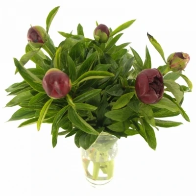 Pivoňka OFFICINALIS RUBRA PLENA