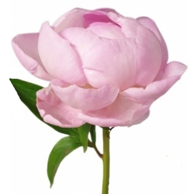 Pivoňka PINK GIANT