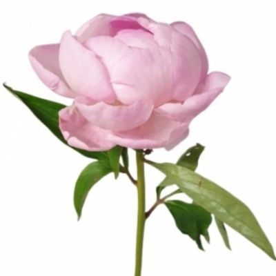 Pivoňka PINK GIANT