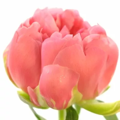 Pivoňka PINK HAWAIIAN CORAL 55cm