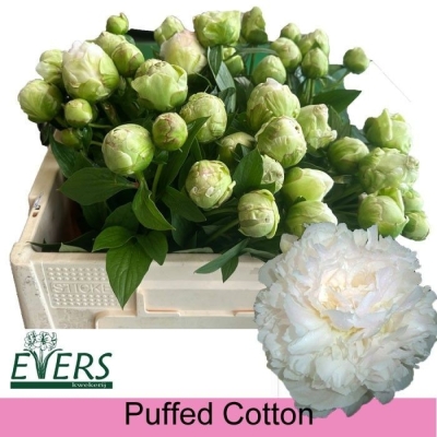 Pivoňka PUFFED COTTON 50cm