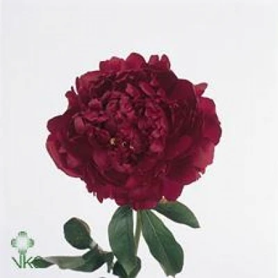 Pivoňka L RED MAGIC 55 cm