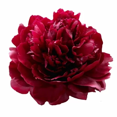 Pivoňka RED SARAH BERNHARDT