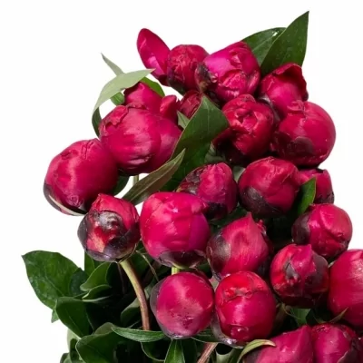 Pivoňka RED SARAH BERNHARDT