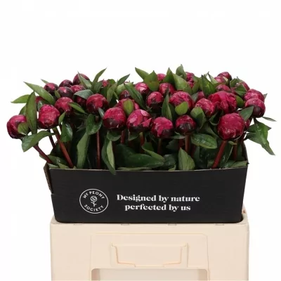 Pivoňka RED SARAH BERNHARDT