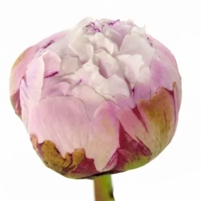 Pivoňka SARAH BERNHARD 55cm